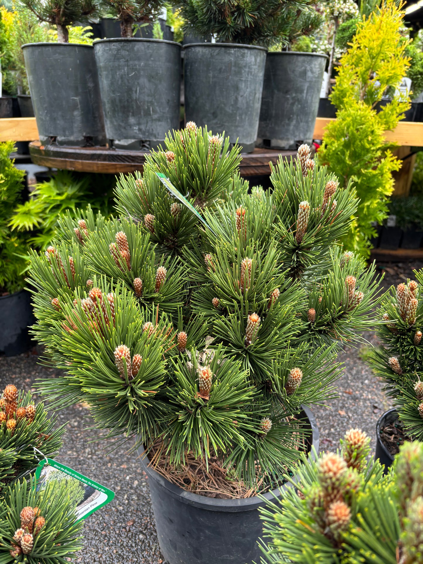 Pinus heldreichii (leucodermis) ‘Banderica