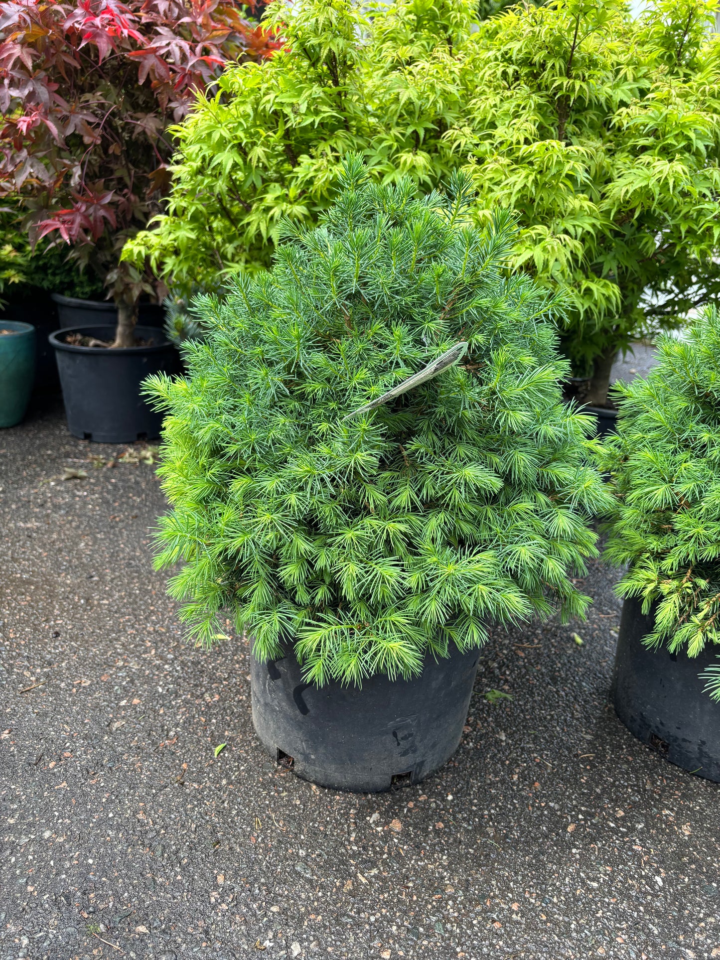 Piecea abies ‘Tompa’ Dwarf Norway Spruce