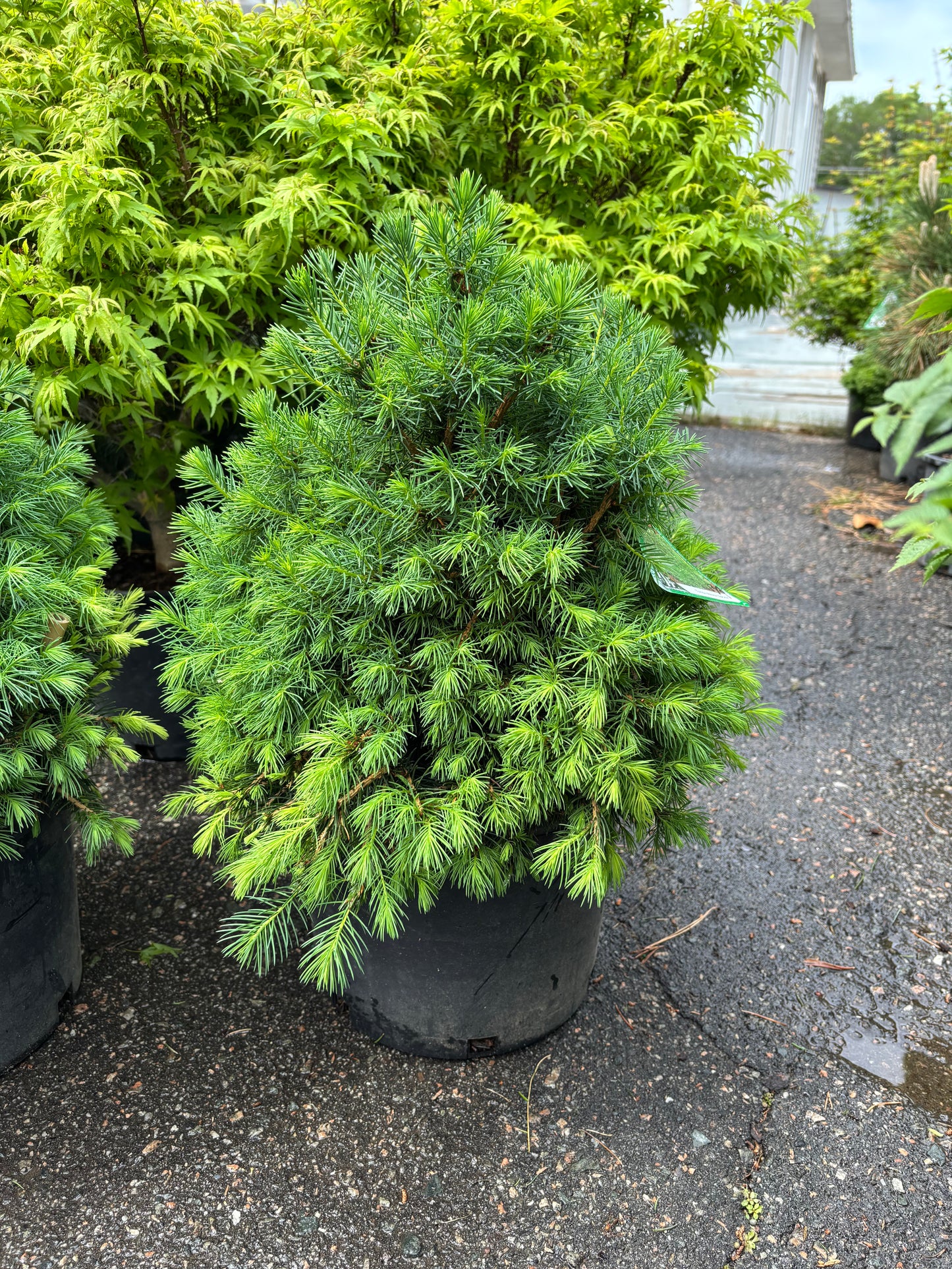 Piecea abies ‘Tompa’ Dwarf Norway Spruce