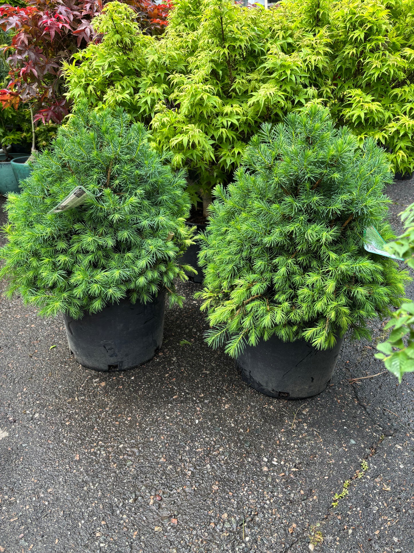 Piecea abies ‘Tompa’ Dwarf Norway Spruce
