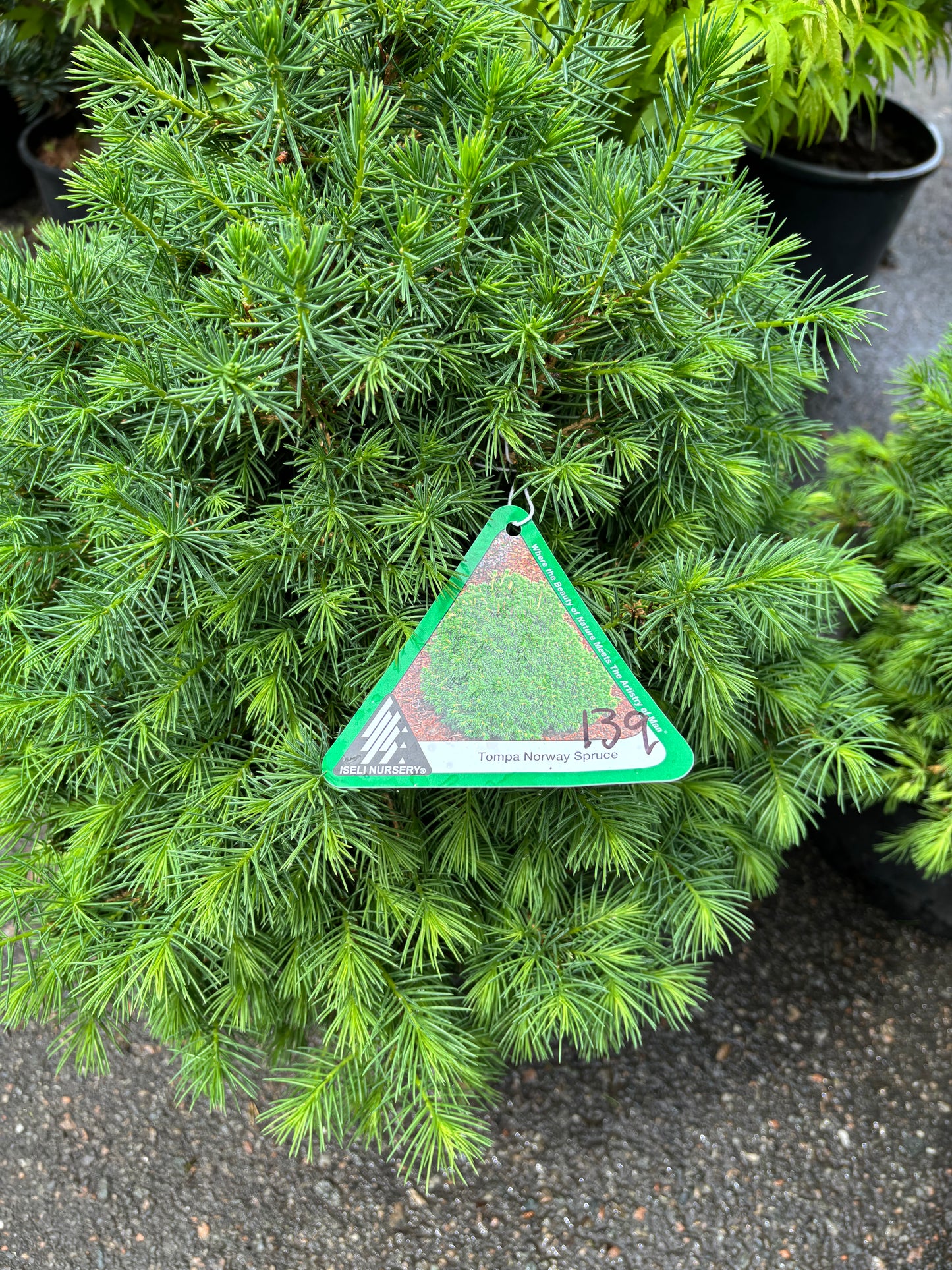 Piecea abies ‘Tompa’ Dwarf Norway Spruce
