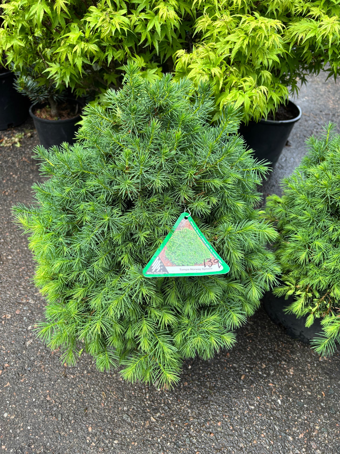 Piecea abies ‘Tompa’ Dwarf Norway Spruce