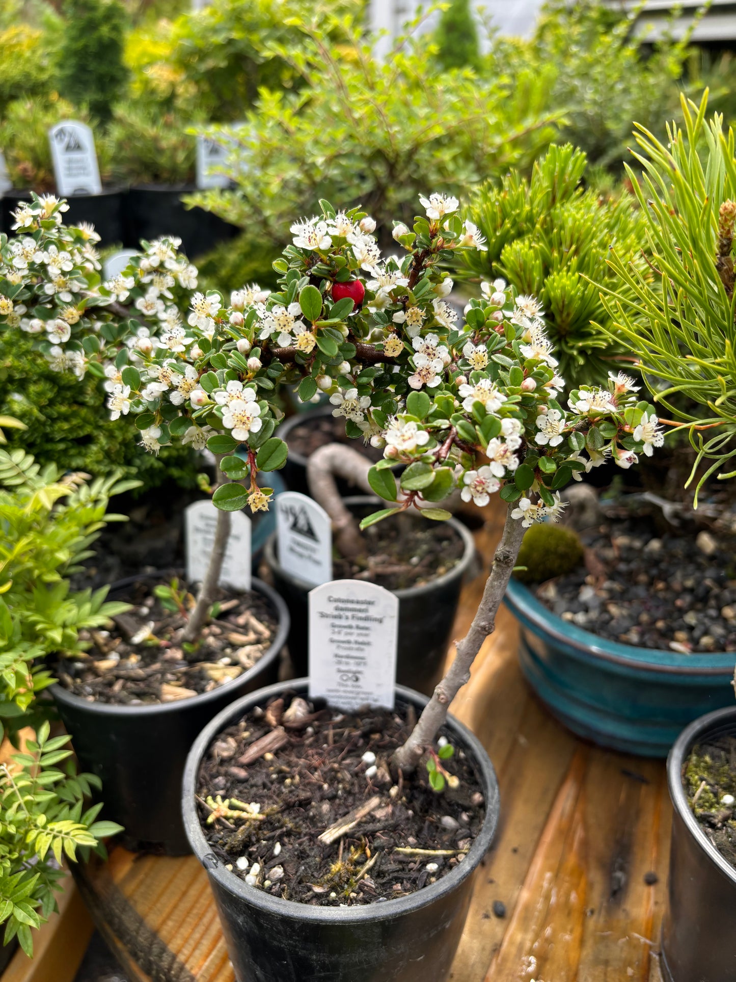 ‘Strieb’s Findling’ Cotoneaster