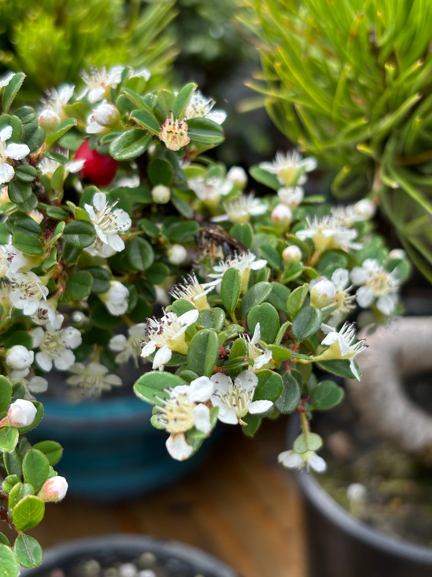 ‘Strieb’s Findling’ Cotoneaster