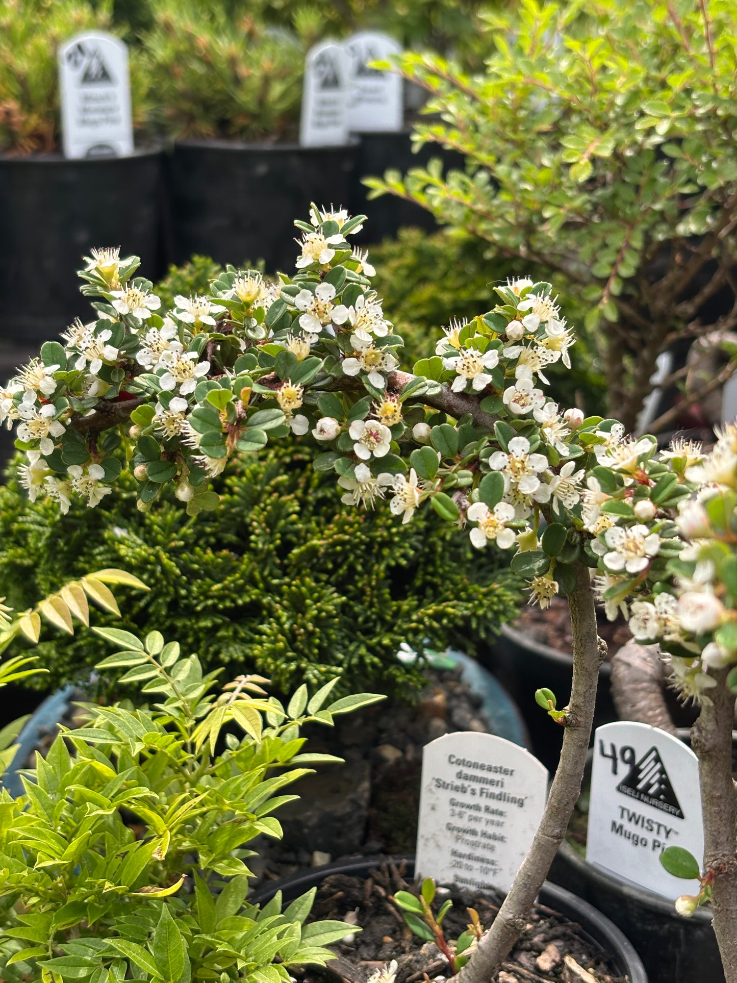 ‘Strieb’s Findling’ Cotoneaster