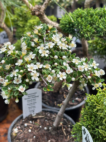 ‘Strieb’s Findling’ Cotoneaster