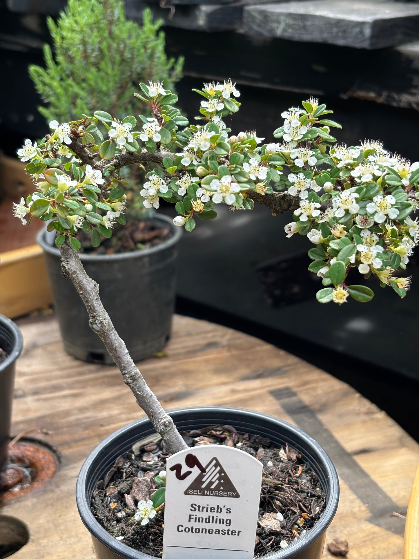‘Strieb’s Findling’ Cotoneaster