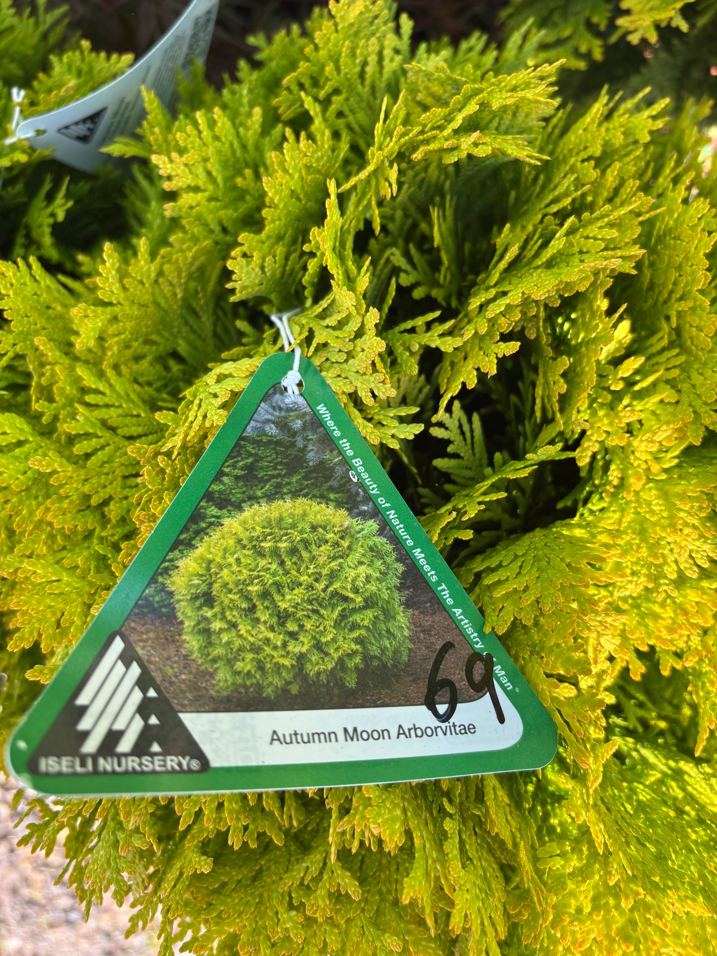 Autumn Moon Arborvitae
