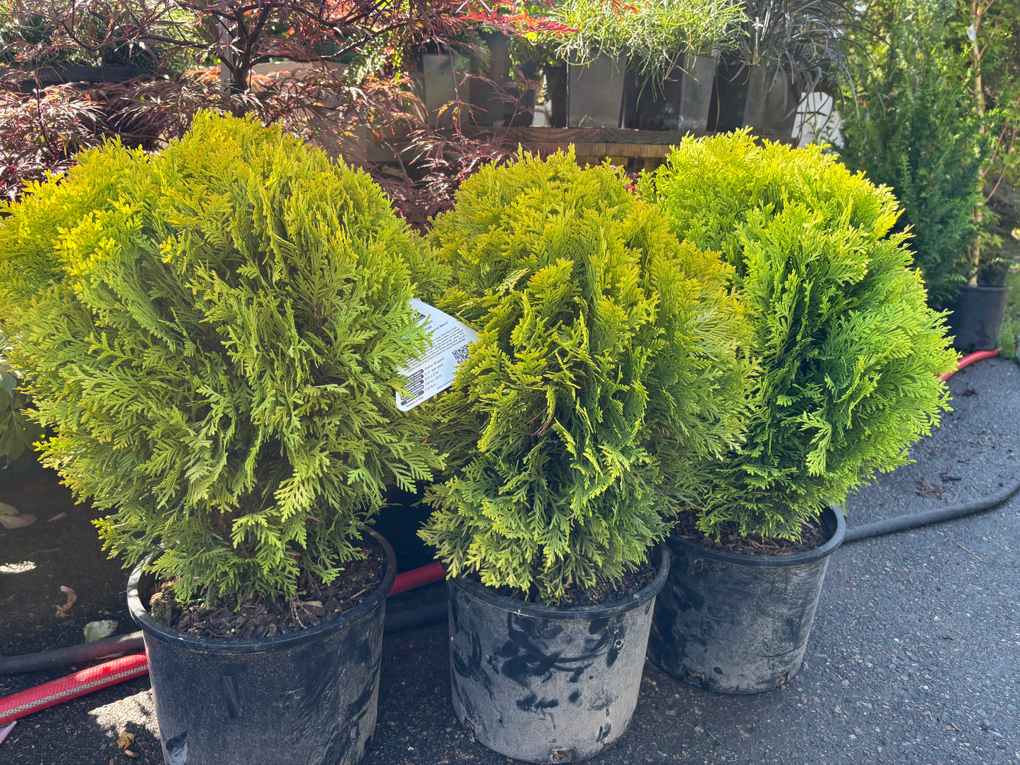 Autumn Moon Arborvitae