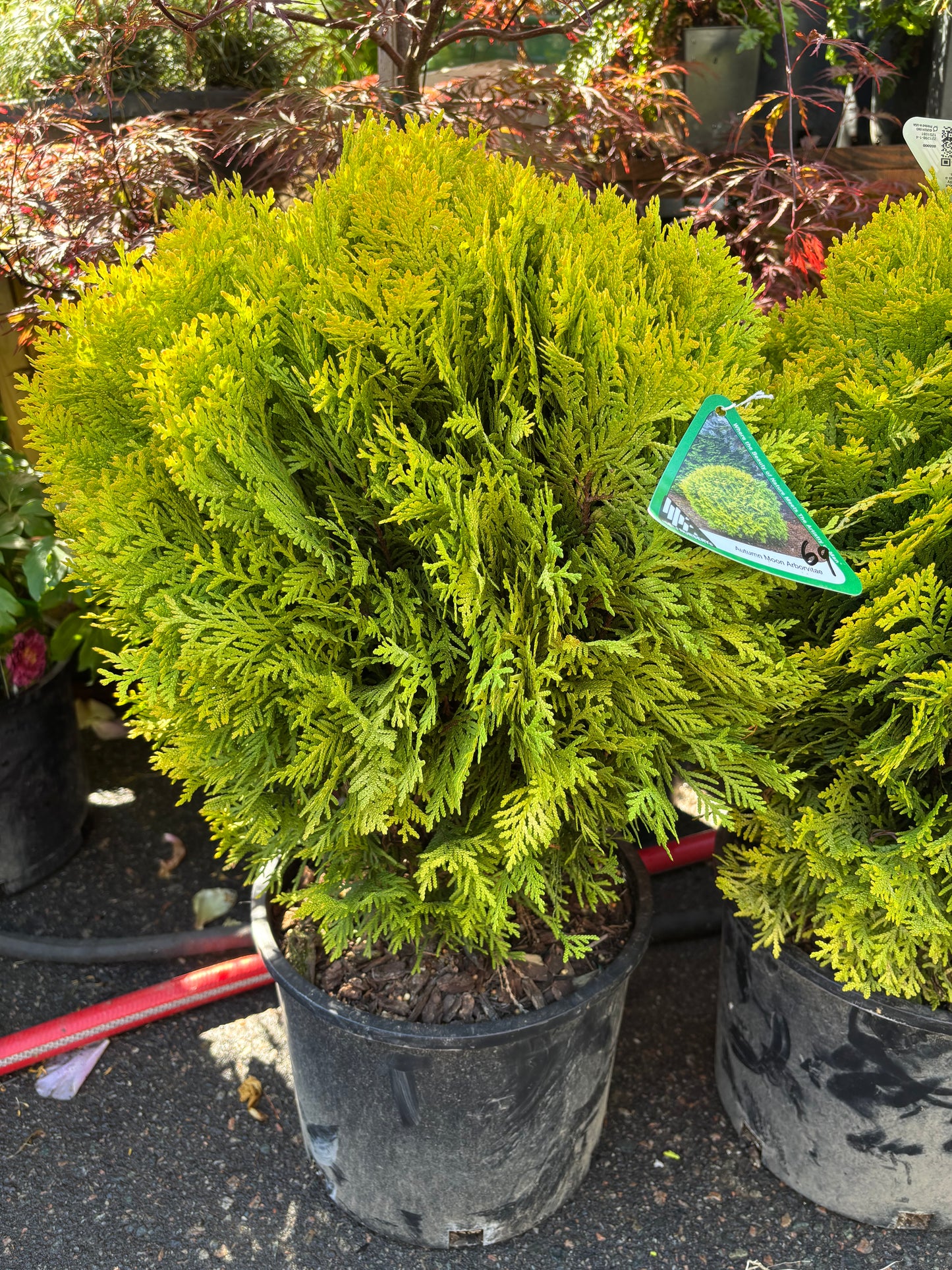 Autumn Moon Arborvitae