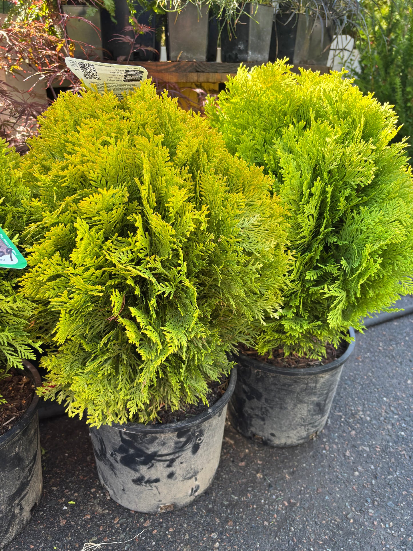Autumn Moon Arborvitae