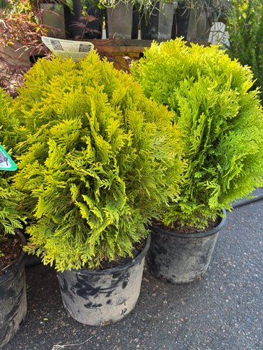 Autumn Moon Arborvitae