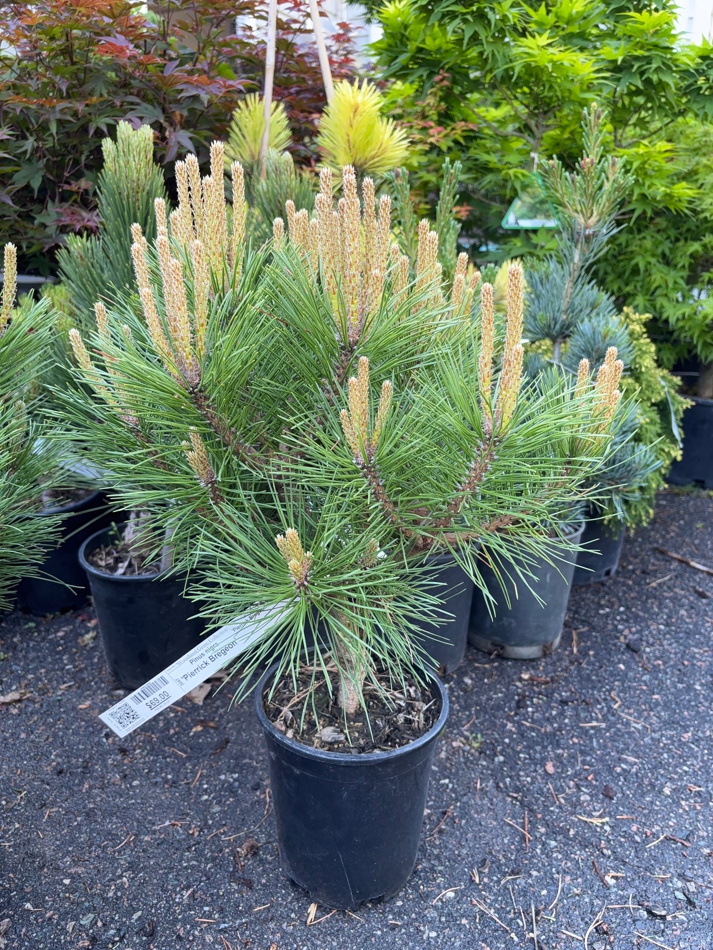 Pinus nigra ‘Pierrick Bregeon’