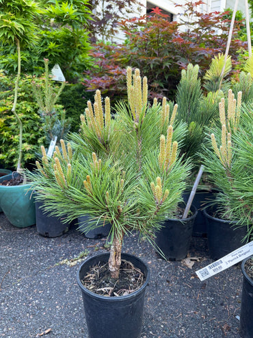 Pinus nigra ‘Pierrick Bregeon’