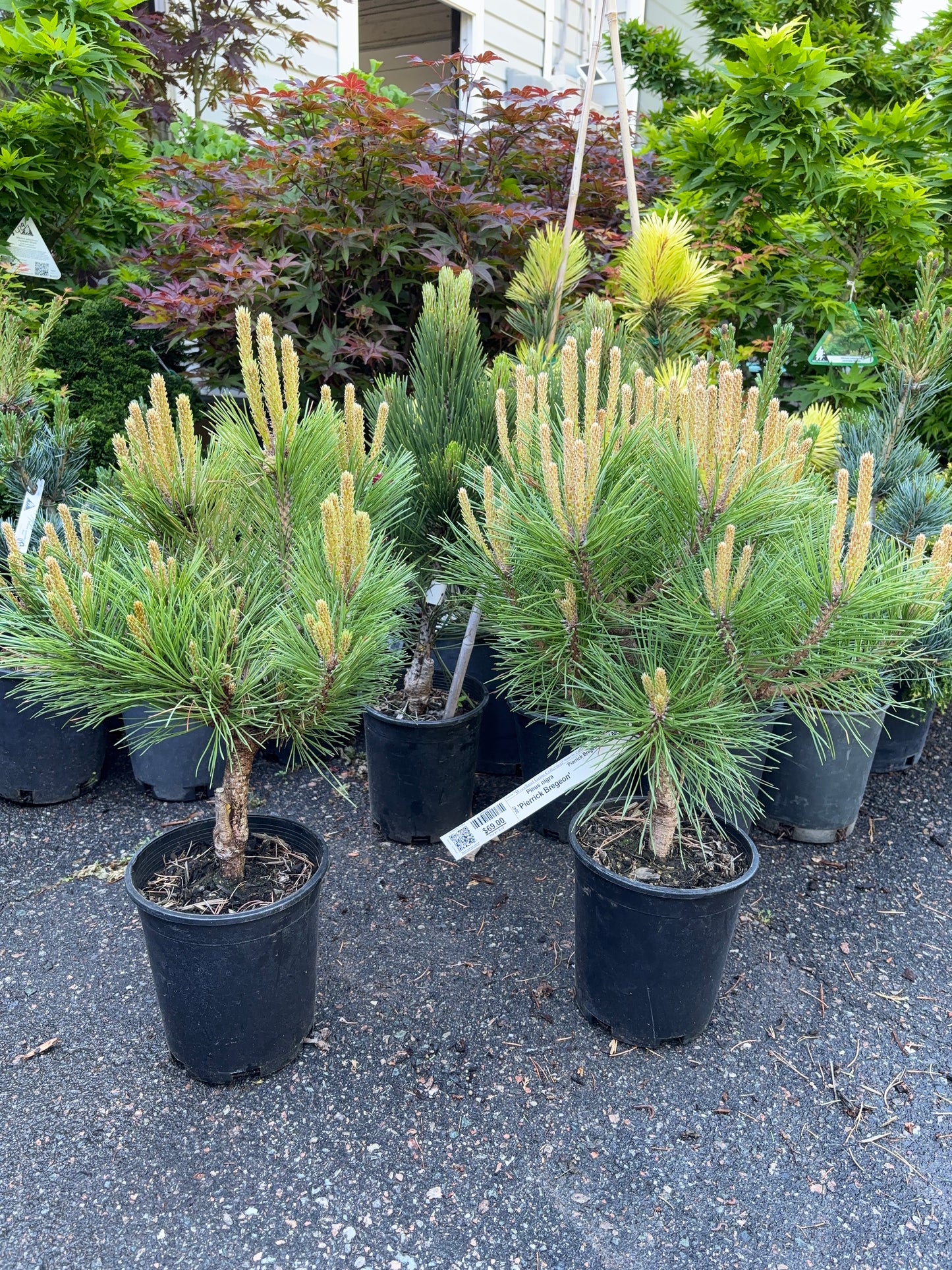 Pinus nigra ‘Pierrick Bregeon’