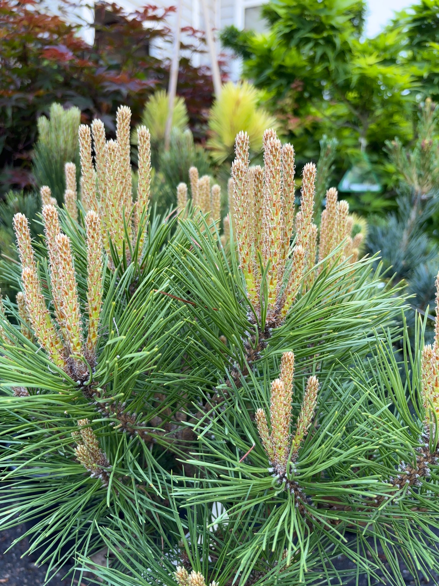 Pinus nigra ‘Pierrick Bregeon’