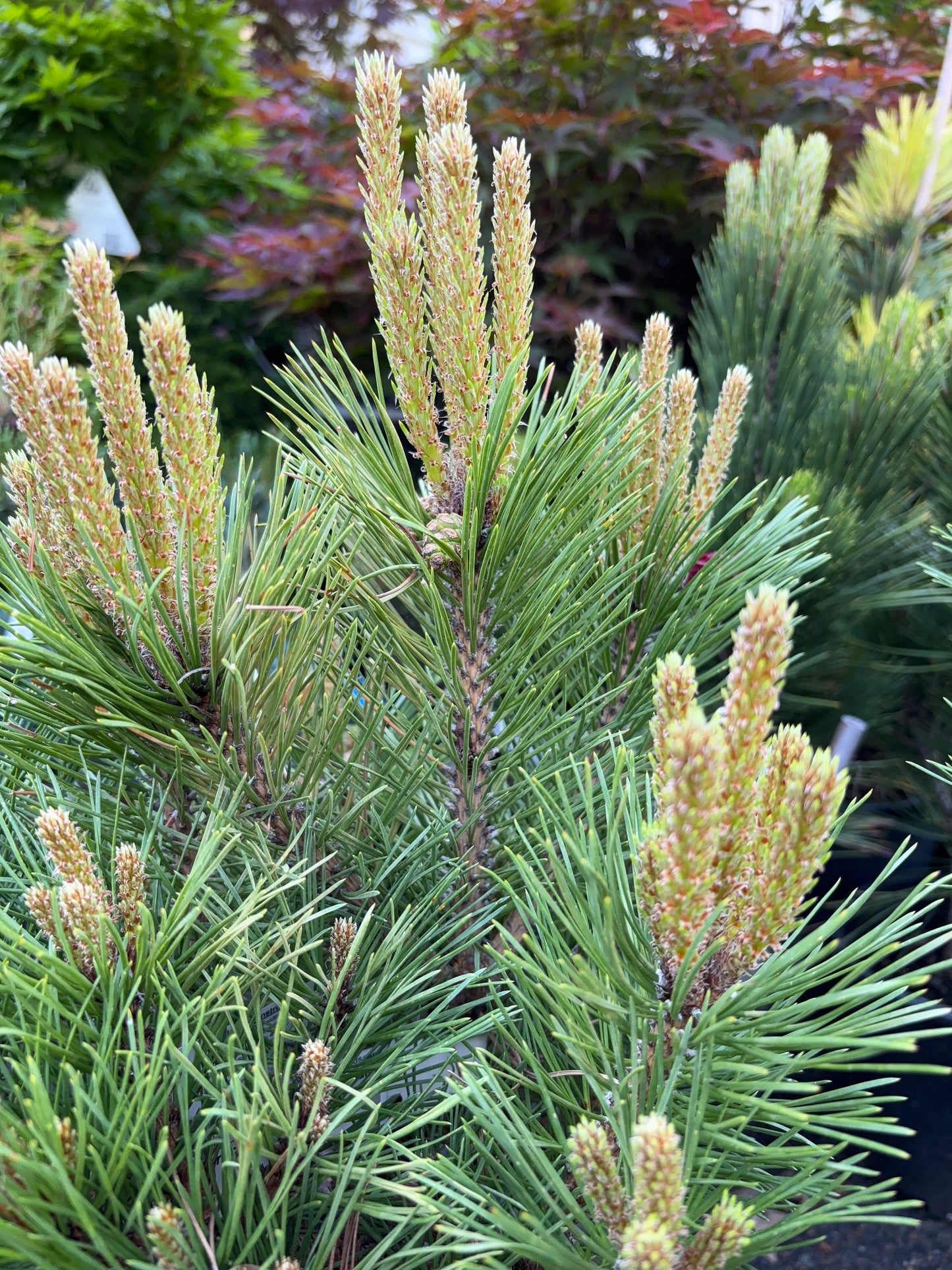 Pinus nigra ‘Pierrick Bregeon’