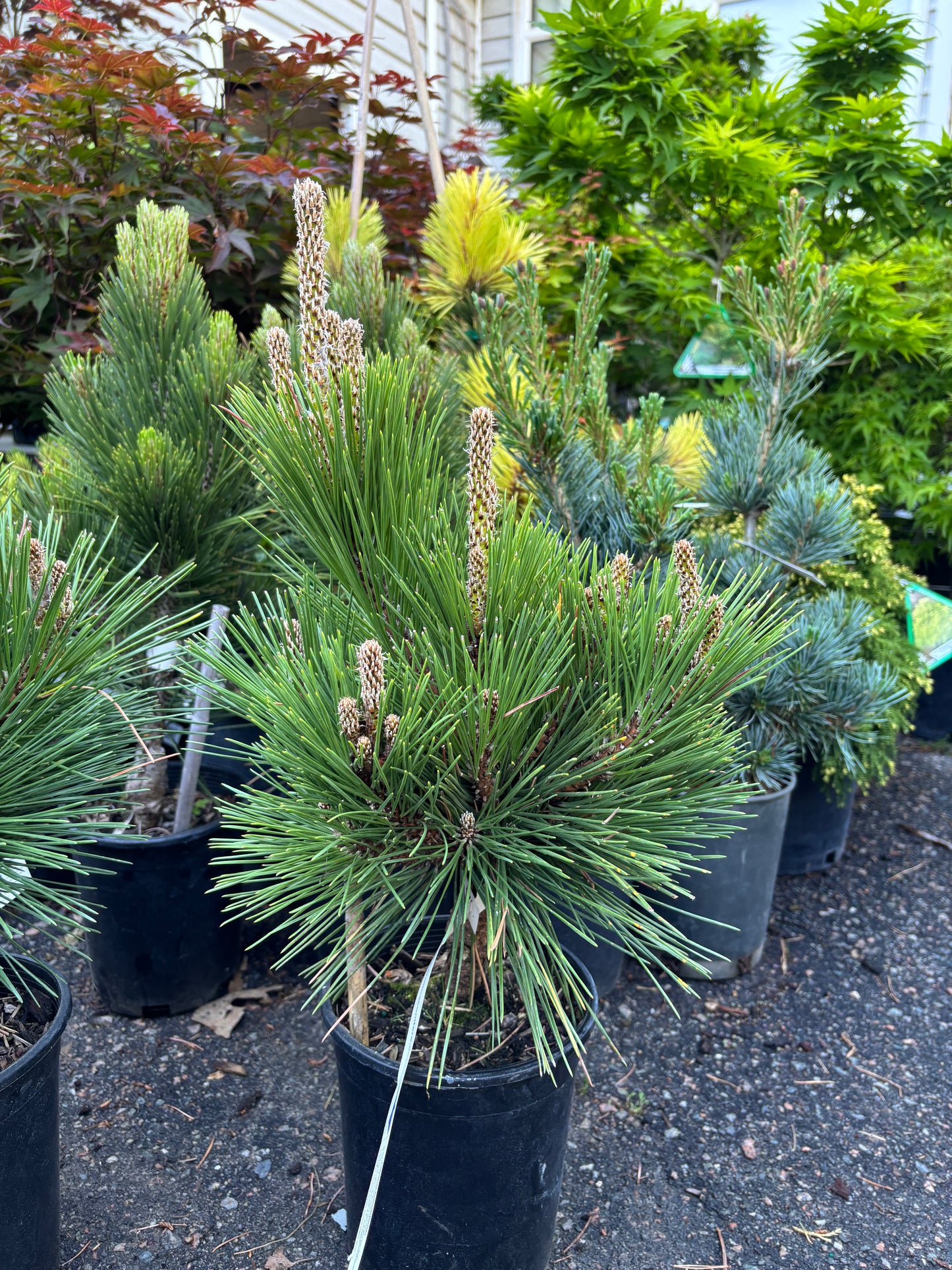 Pinus thunbergii ‘Whiskey Hill Thundercloud’ Japanese Black Pine
