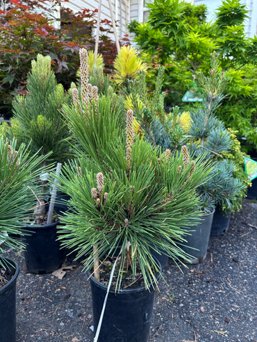Pinus thunbergii ‘Whiskey Hill Thundercloud’ Japanese Black Pine