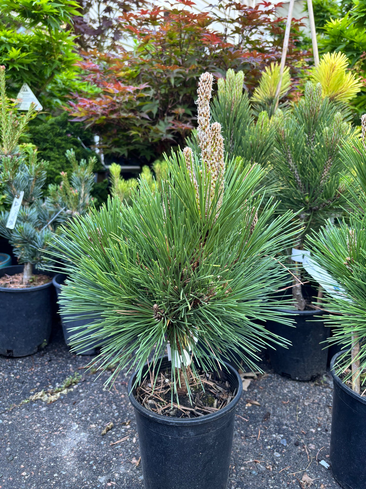 Pinus thunbergii ‘Whiskey Hill Thundercloud’ Japanese Black Pine