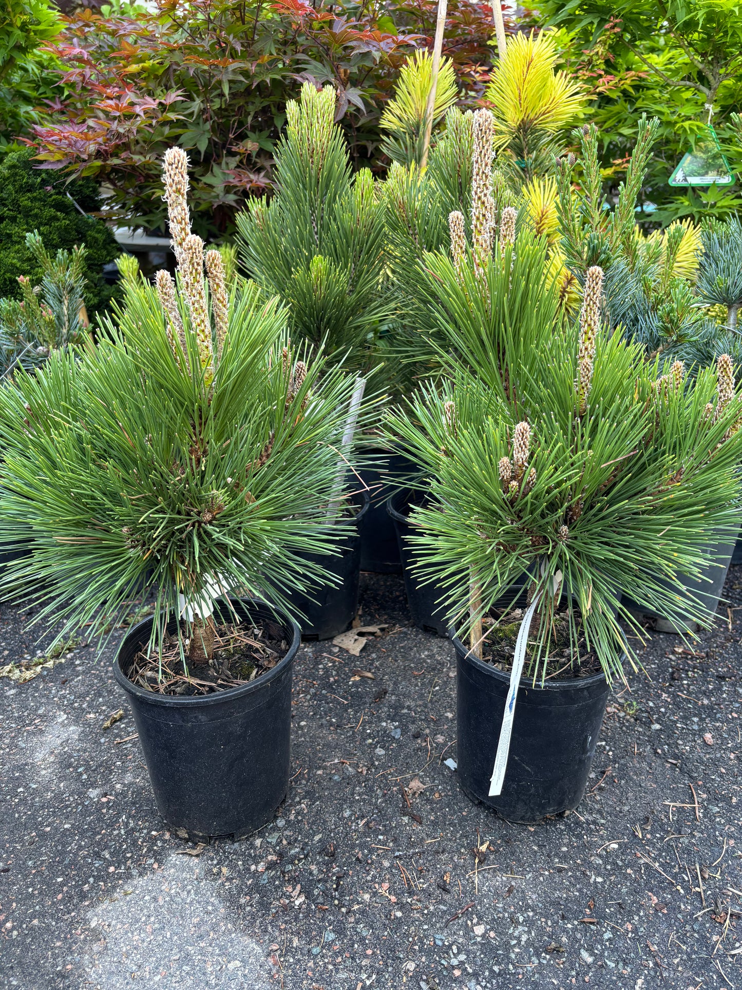 Pinus thunbergii ‘Whiskey Hill Thundercloud’ Japanese Black Pine