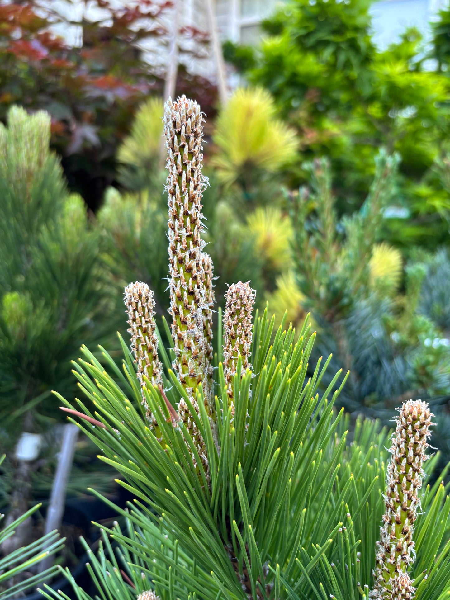 Pinus thunbergii ‘Whiskey Hill Thundercloud’ Japanese Black Pine
