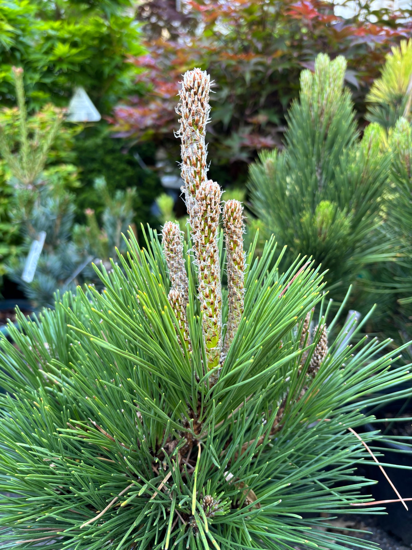 Pinus thunbergii ‘Whiskey Hill Thundercloud’ Japanese Black Pine