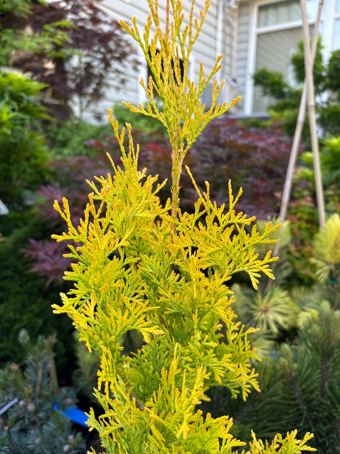 Thuja occidentalis ‘Jantar’ (Amber Gold)