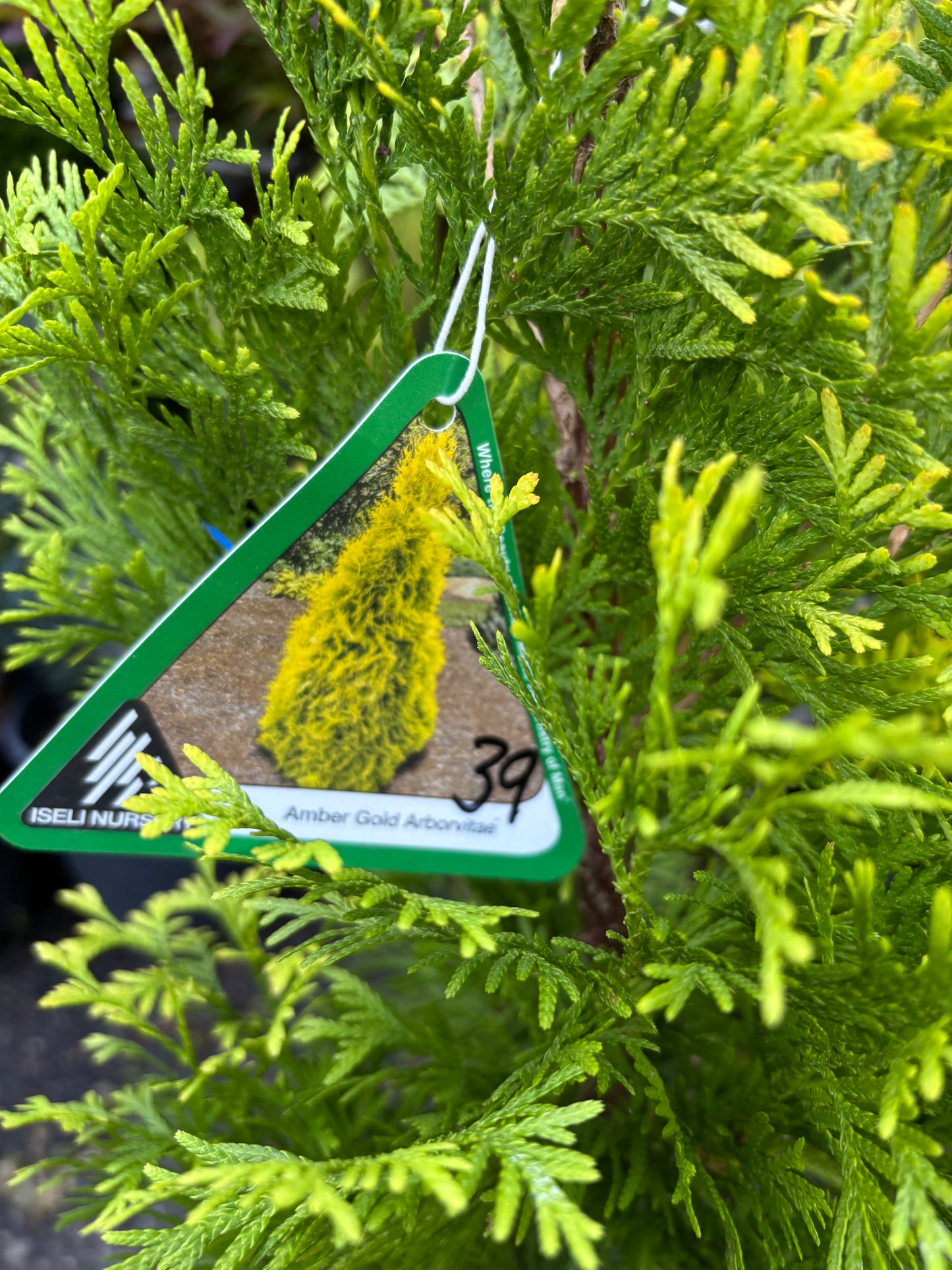 Thuja occidentalis ‘Jantar’ (Amber Gold)