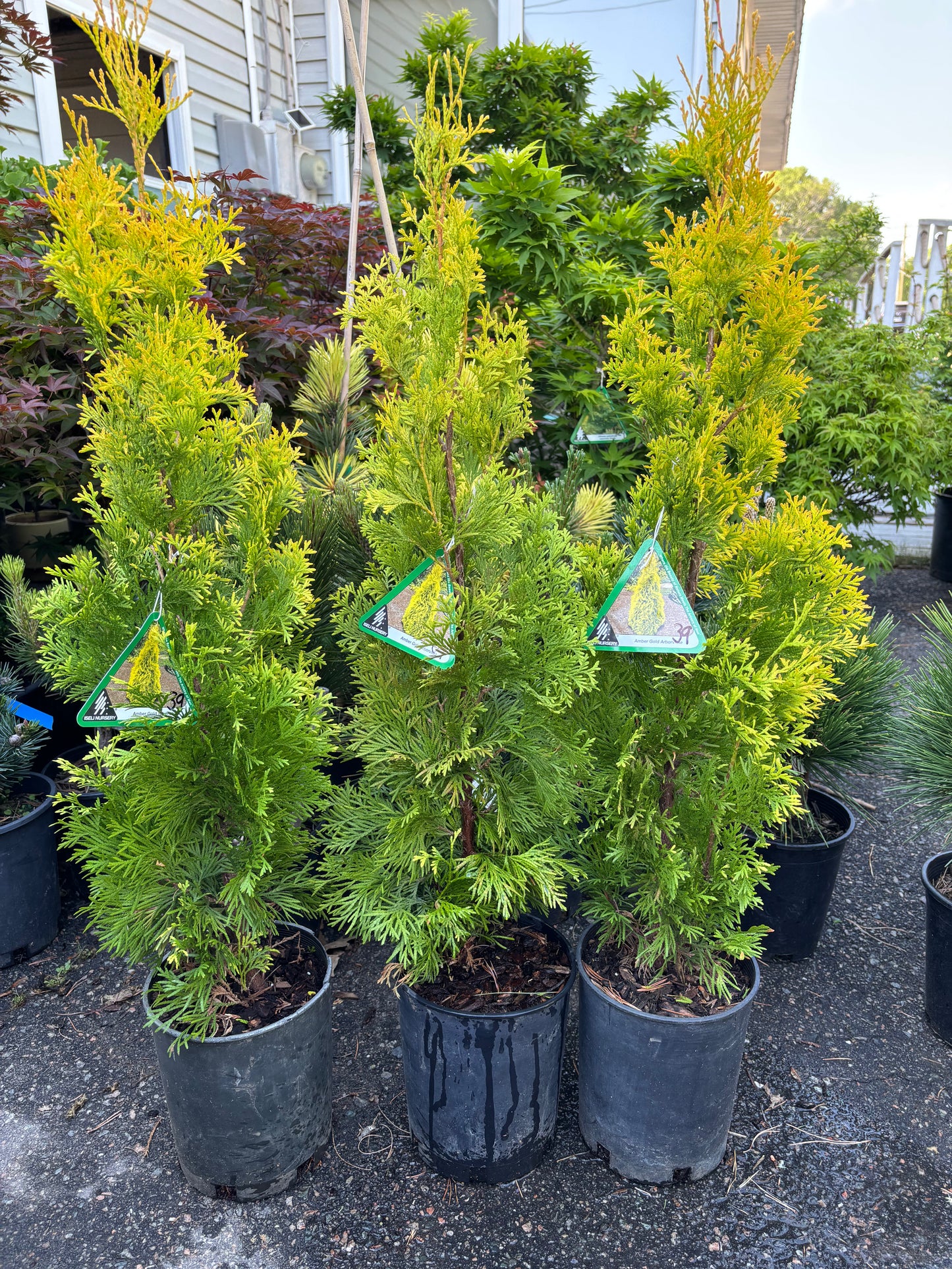 Thuja occidentalis ‘Jantar’ (Amber Gold)