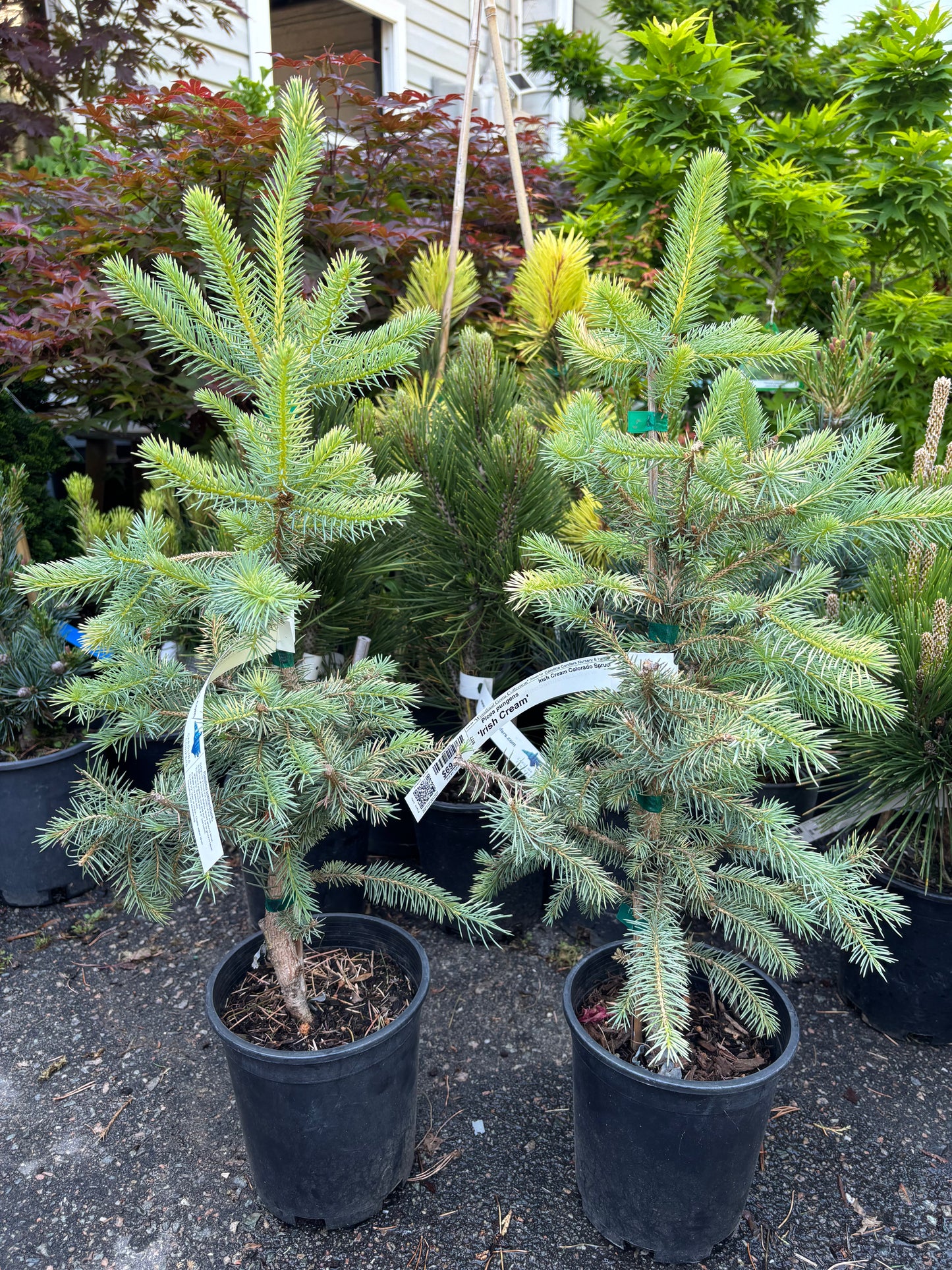 Picea pungens ‘Irish Cream’