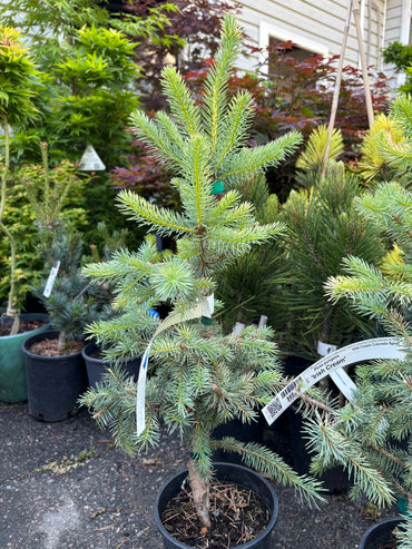 Picea pungens ‘Irish Cream’