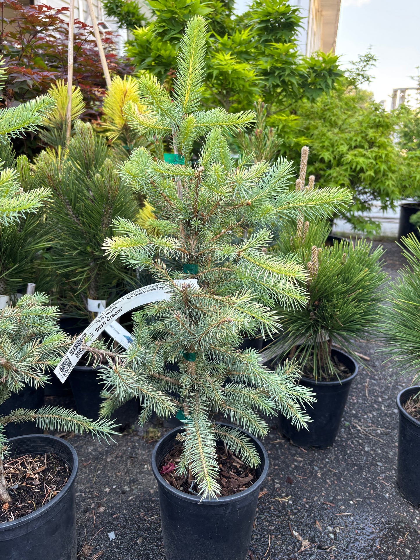 Picea pungens ‘Irish Cream’