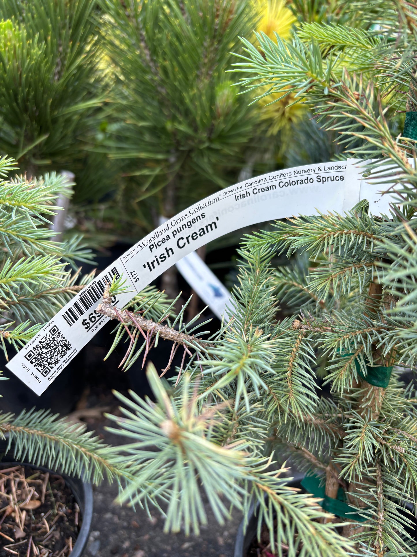 Picea pungens ‘Irish Cream’