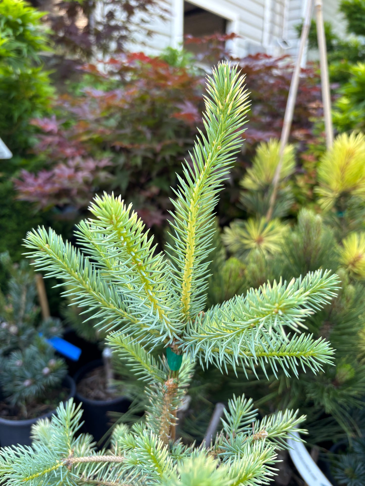 Picea pungens ‘Irish Cream’