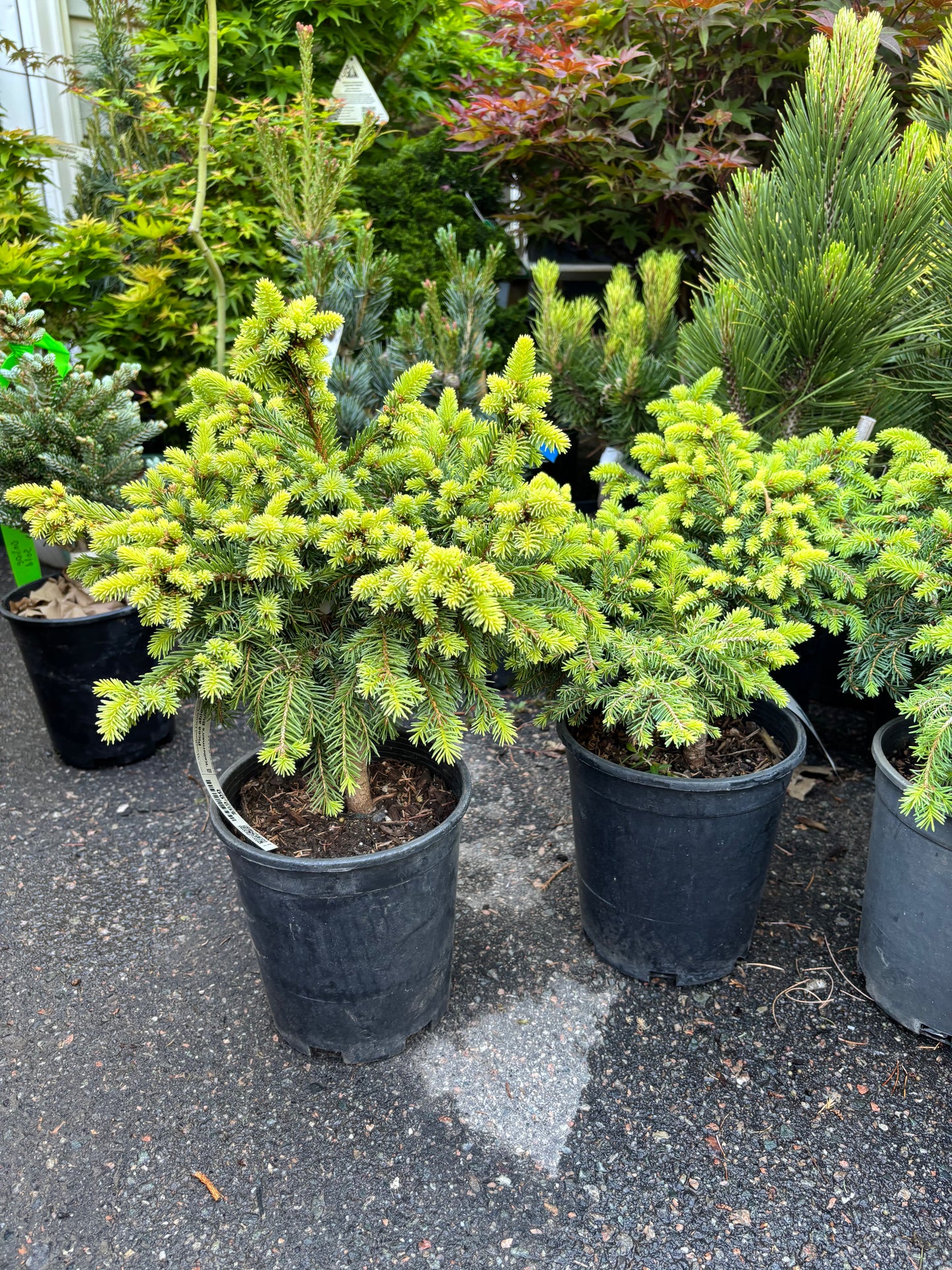 Picea abies ‘Kellerman’s Blue Cameo’