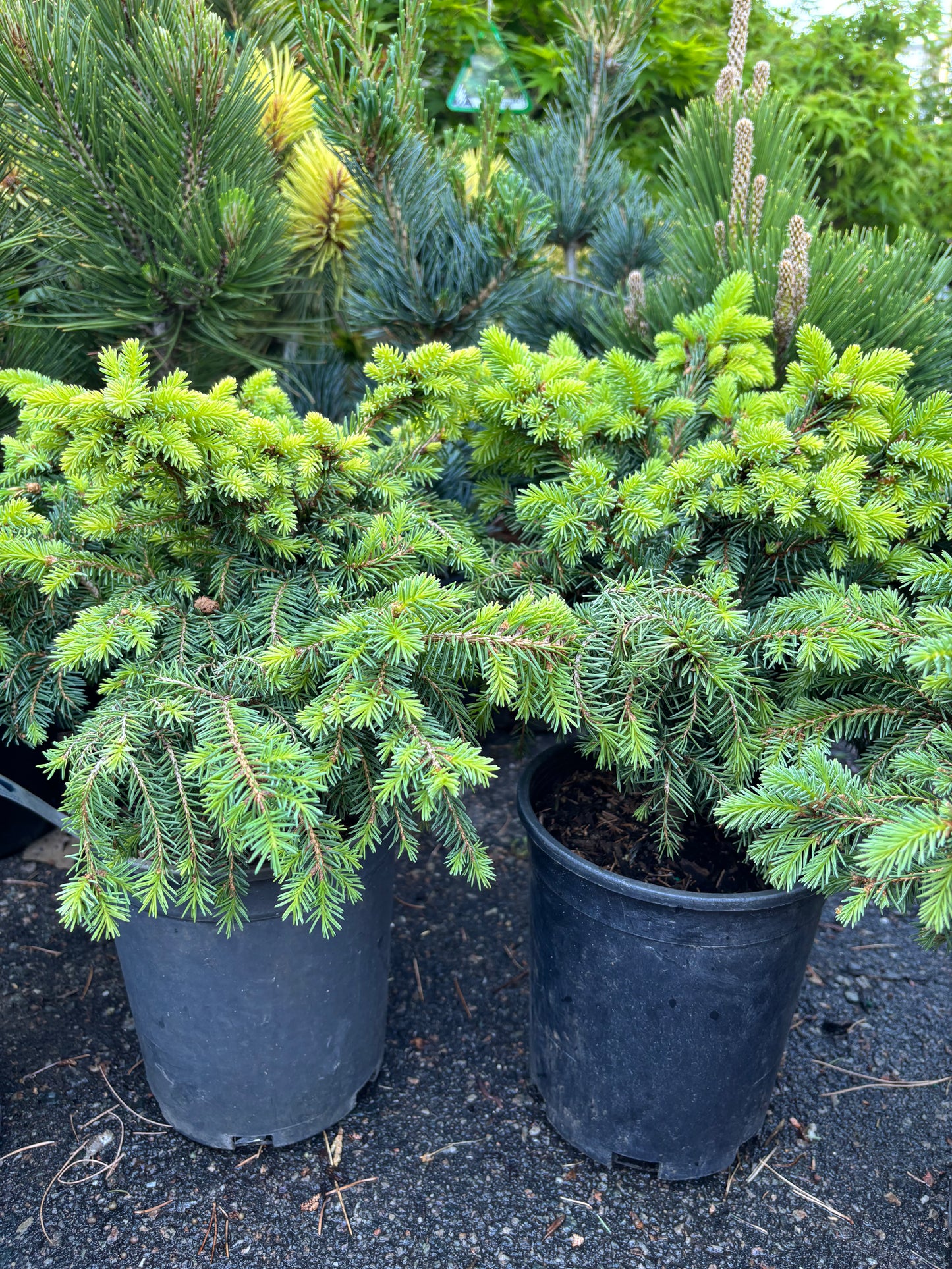 Picea abies ‘Kellerman’s Blue Cameo’