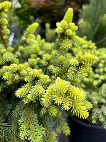 Picea abies ‘Kellerman’s Blue Cameo’