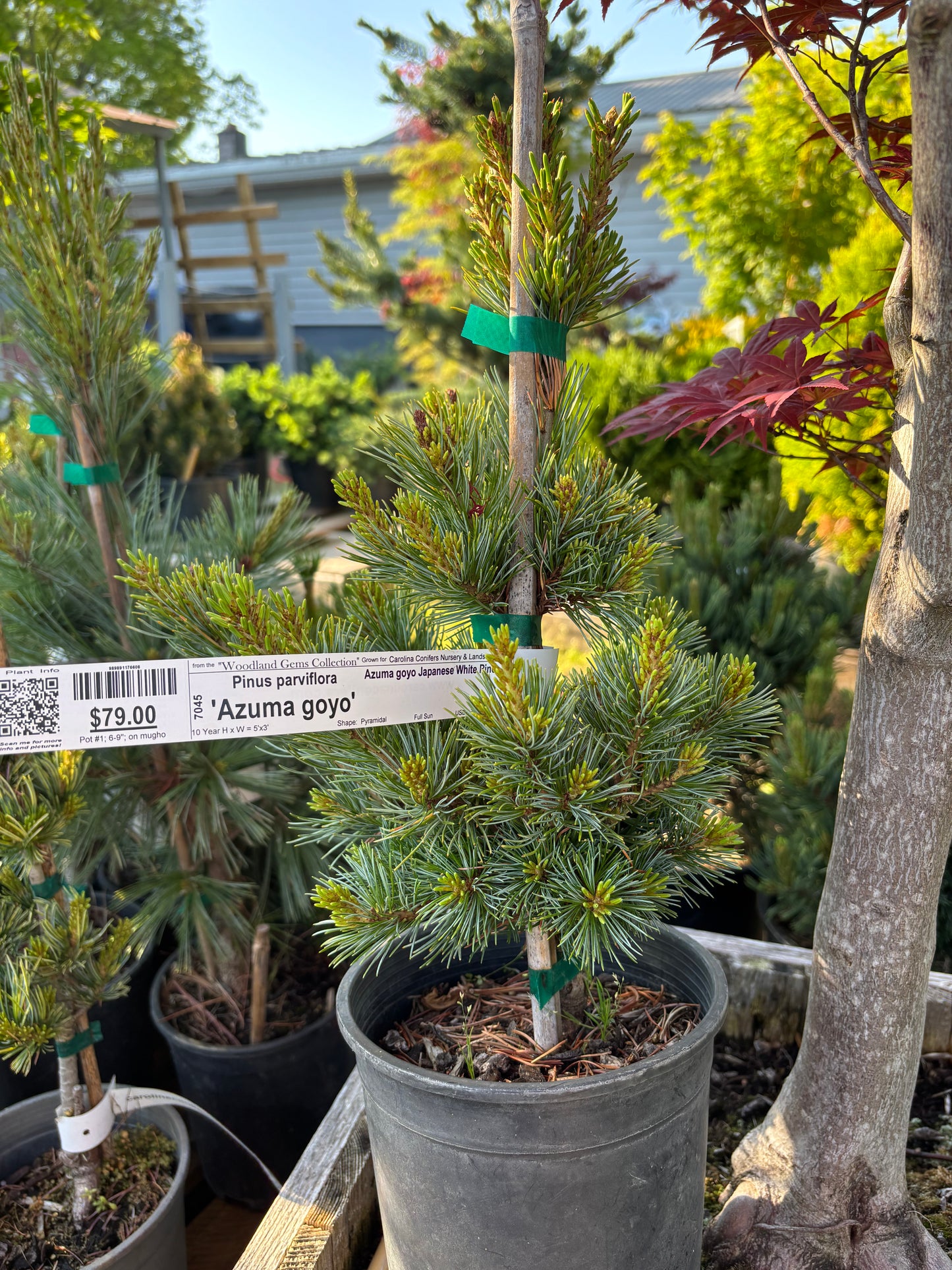 Pinus parviflora ‘Azuma goyo’ grafted on mugo