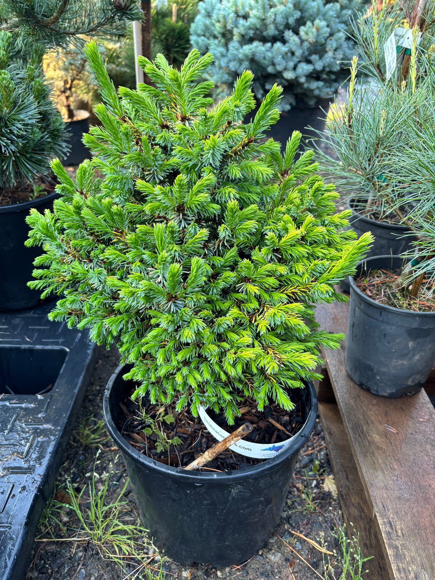 Picea omorika ‘Peve Tijn’