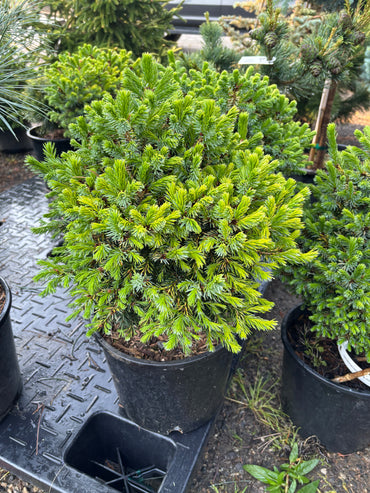 Picea omorika ‘Peve Tijn’