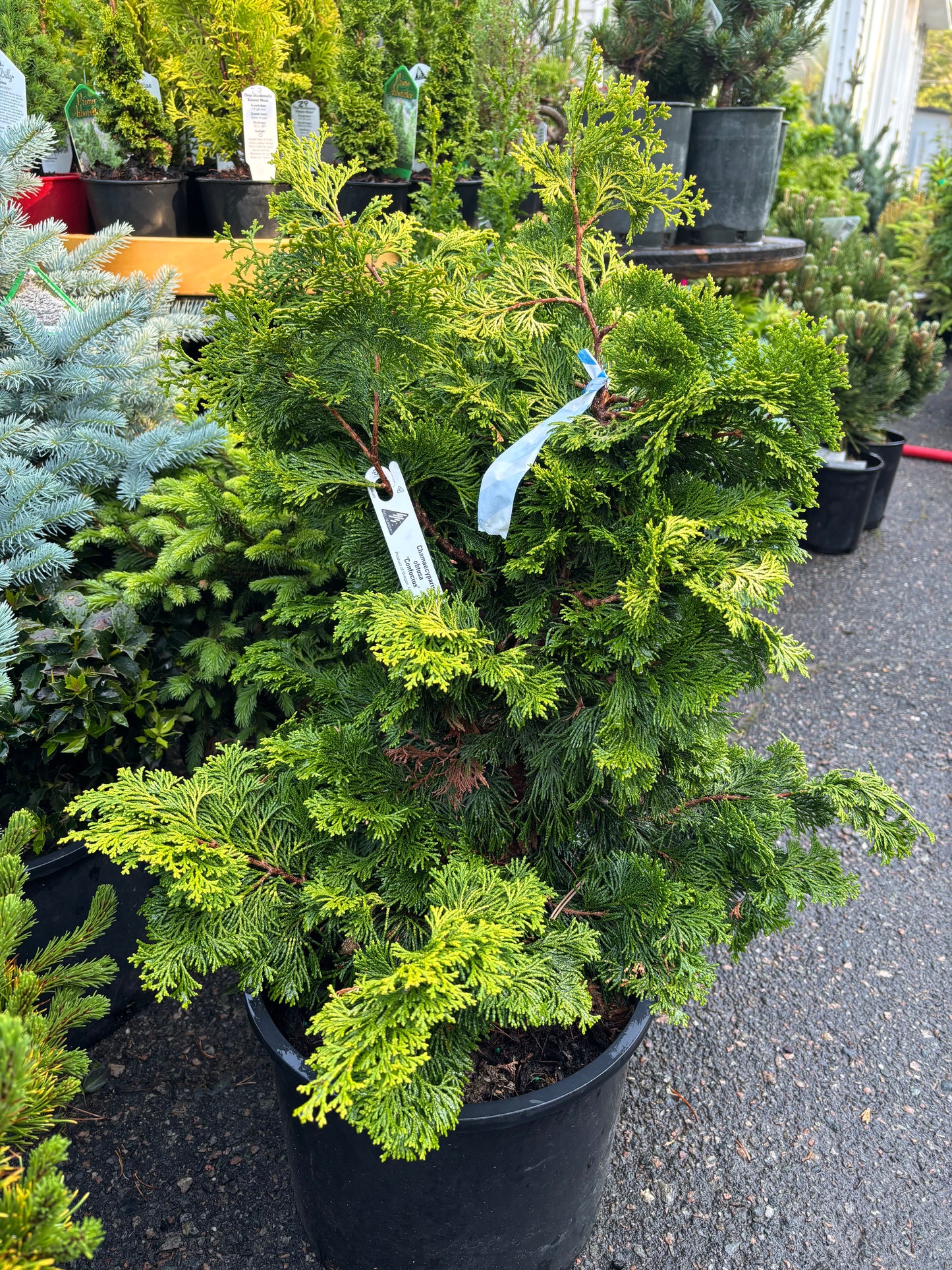Chamaecyparis obtusa ‘Confucius’ Hinoki Cypress