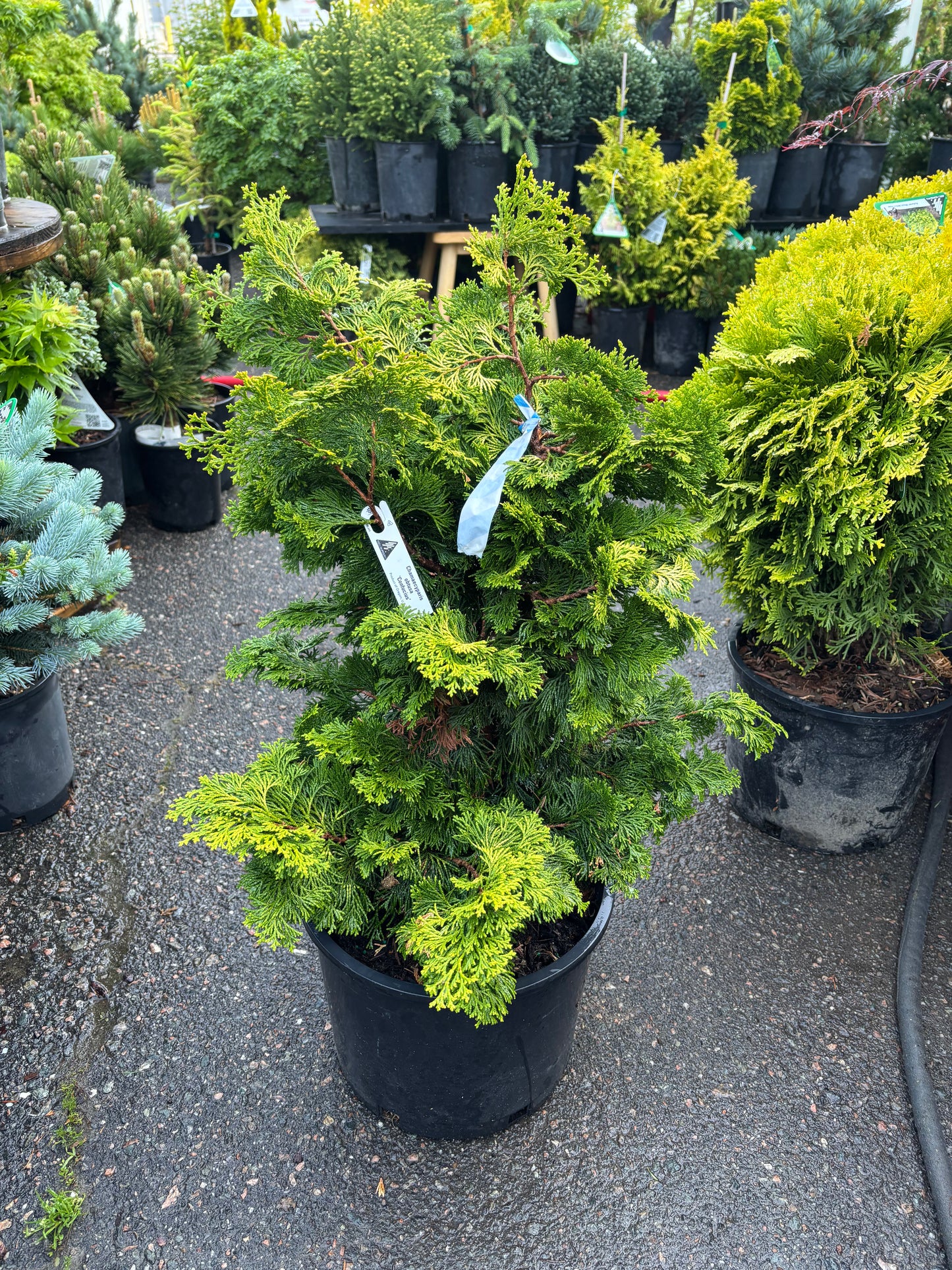 Chamaecyparis obtusa ‘Confucius’ Hinoki Cypress