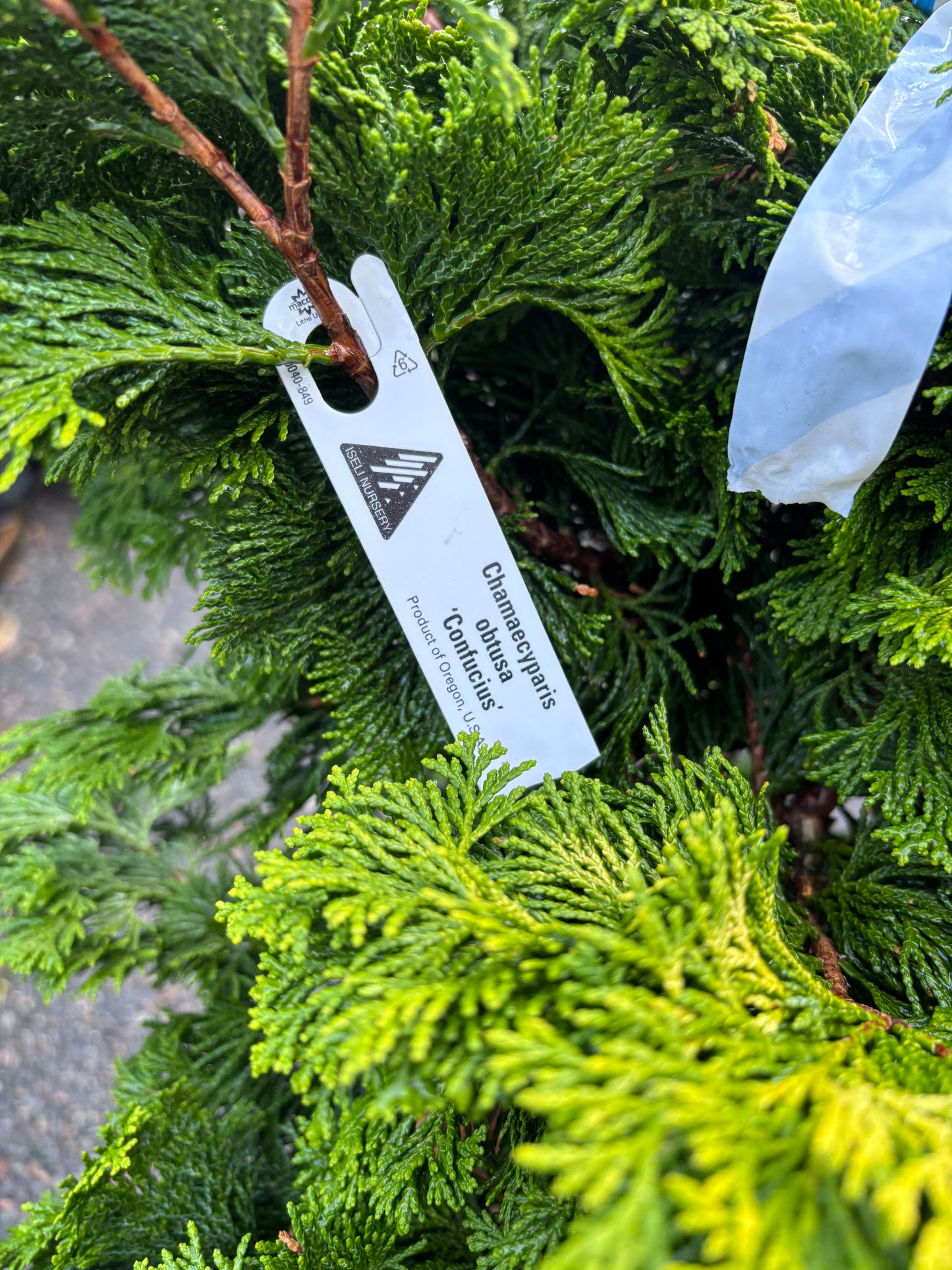 Chamaecyparis obtusa ‘Confucius’ Hinoki Cypress