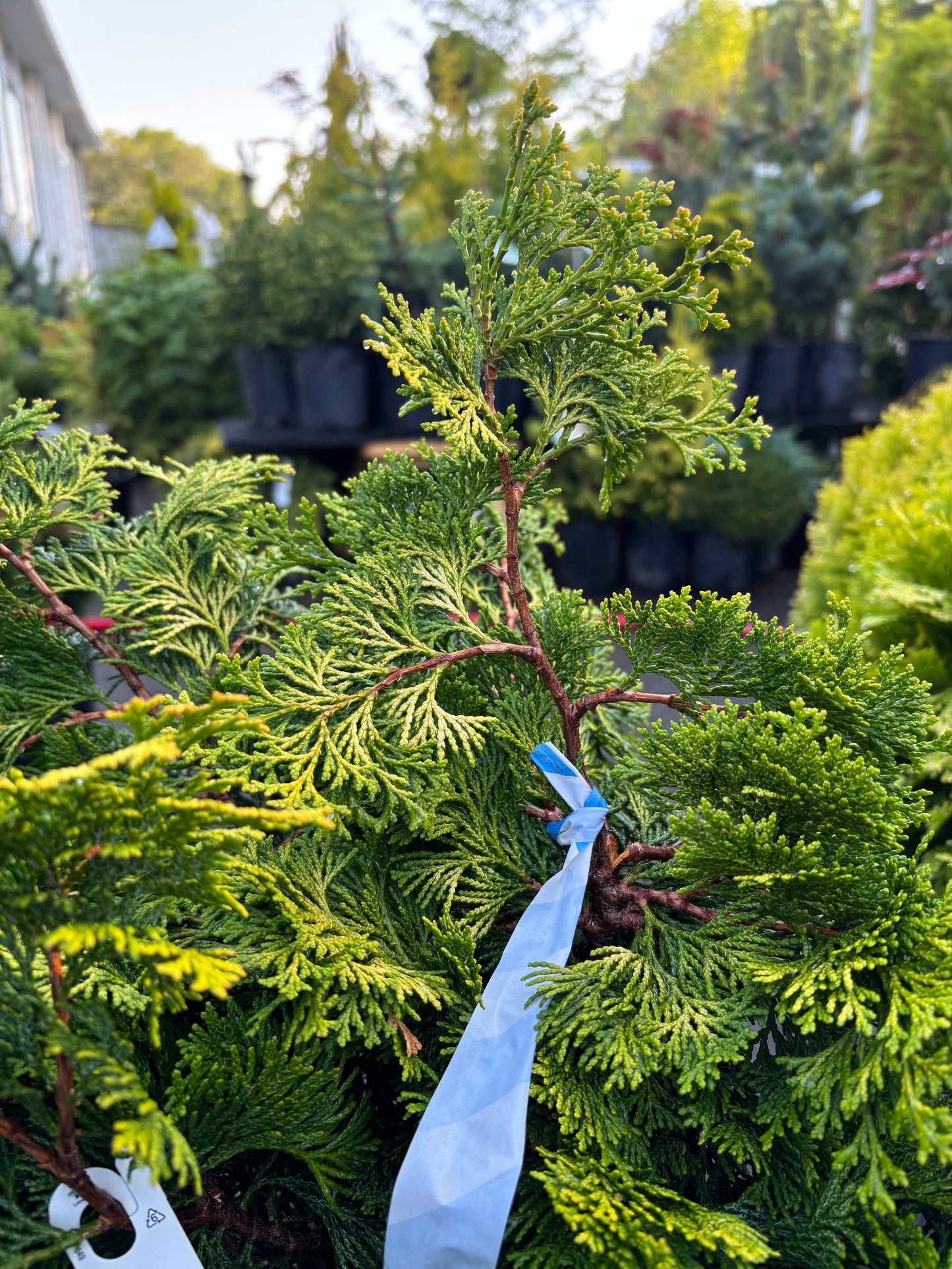 Chamaecyparis obtusa ‘Confucius’ Hinoki Cypress