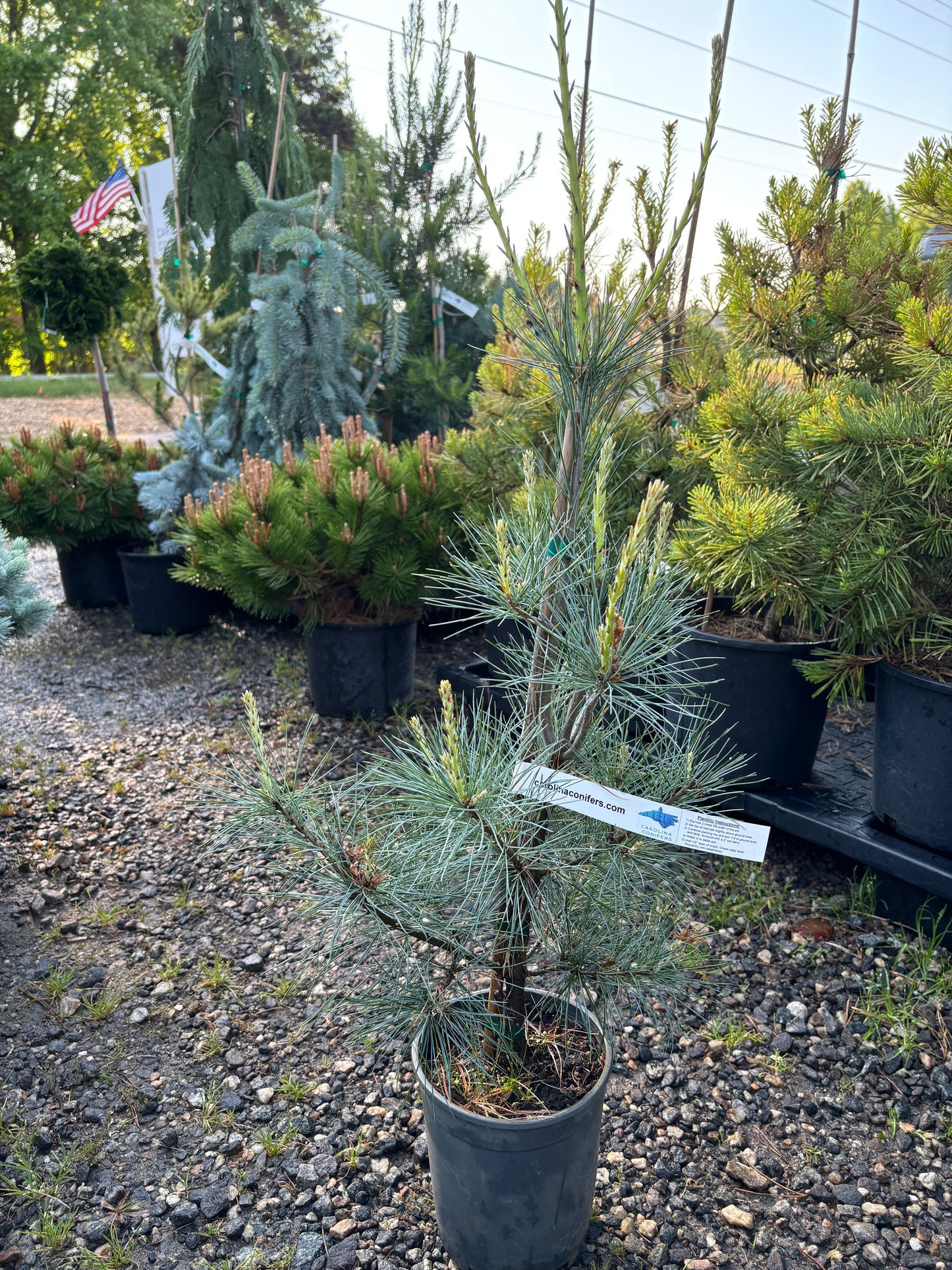 Pinus strobus ‘Blue clovers’