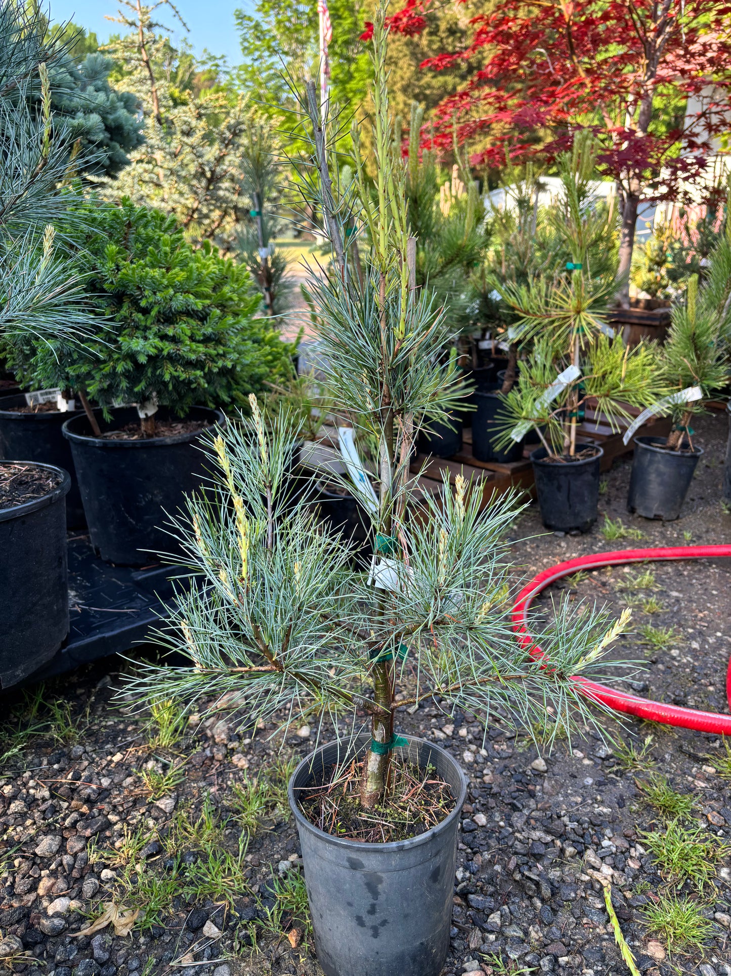 Pinus strobus ‘Blue clovers’