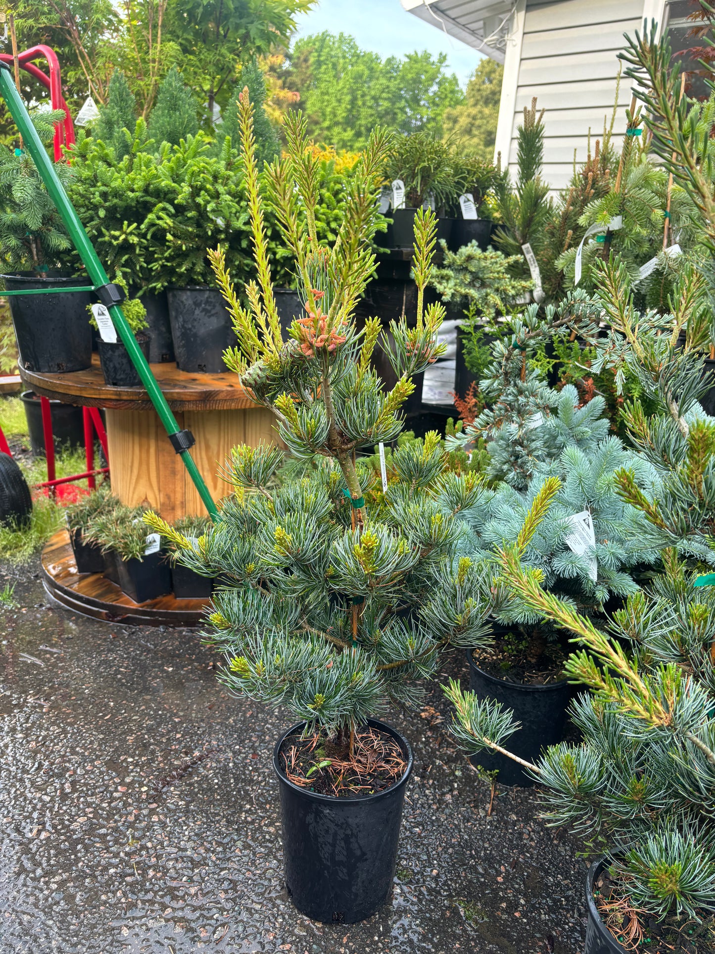 Pinus parviflora ‘Glauca Brevifolia’