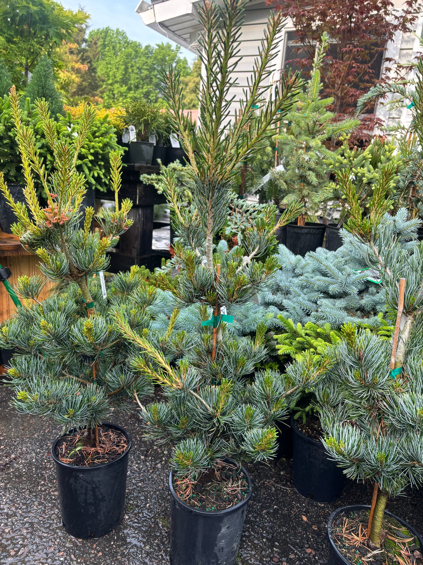 Pinus parviflora ‘Glauca Brevifolia’