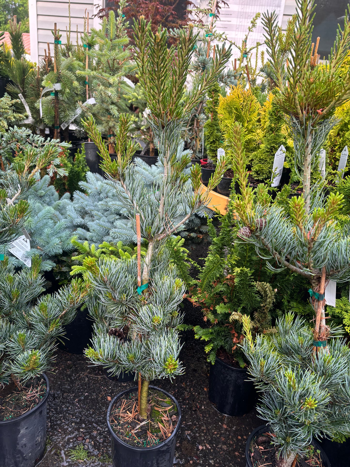 Pinus parviflora ‘Glauca Brevifolia’